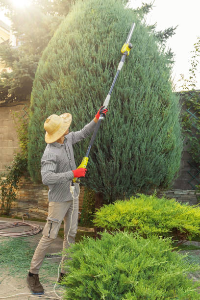 Reliable Litchfield, MI  Tree Services Solutions